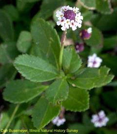 فیلا نودیفلورا